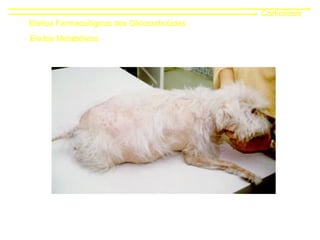 Corticóides
Efeitos Farmacológicos dos Glicocorticóides
Efeitos Metabólicos
 