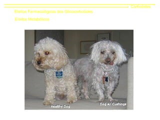 Corticóides
Efeitos Farmacológicos dos Glicocorticóides
Efeitos Metabólicos
 