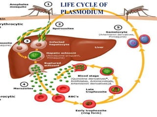 LIFE CYCLE OF
PLASMODIUM
3
 