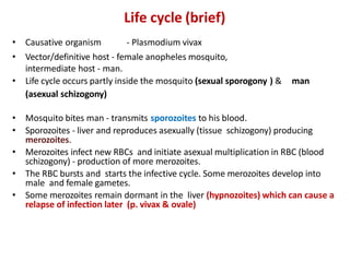 Life cycle (brief)
• Causative organism - Plasmodium vivax
• Vector/definitive host - female anopheles mosquito,
intermediate host - man.
• Life cycle occurs partly inside the mosquito (sexual sporogony ) & man
(asexual schizogony)
• Mosquito bites man - transmits sporozoites to his blood.
• Sporozoites - liver and reproduces asexually (tissue schizogony) producing
merozoites.
• Merozoites infect new RBCs and initiate asexual multiplication in RBC (blood
schizogony) - production of more merozoites.
• The RBC bursts and starts the infective cycle. Some merozoites develop into
male and female gametes.
• Some merozoites remain dormant in the liver (hypnozoites) which can cause a
relapse of infection later (p. vivax & ovale)
 