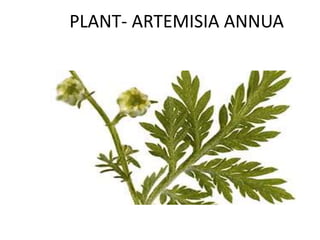 PLANT- ARTEMISIA ANNUA
 