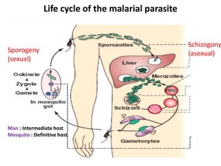 Life cycle of the malarial parasite
Sporogeny
(sexual)
Schizogony
(asexual)
Man : Intermediate host
Mosquito : Definitive host
 