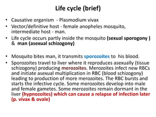 Life cycle (brief)
• Causative organism - Plasmodium vivax
• Vector/definitive host - female anopheles mosquito,
intermediate host - man.
• Life cycle occurs partly inside the mosquito (sexual sporogony )
& man (asexual schizogony)
• Mosquito bites man, it transmits sporozoites to his blood.
• Sporozoites travel to liver where it reproduces asexually (tissue
schizogony) producing merozoites. Merozoites infect new RBCs
and initiate asexual multiplication in RBC (blood schizogony)
leading to production of more merozoites. The RBC bursts and
starts the infective cycle. Some merozoites develop into male
and female gametes. Some merozoites remain dormant in the
liver (hypnozoites) which can cause a relapse of infection later
(p. vivax & ovale)
 