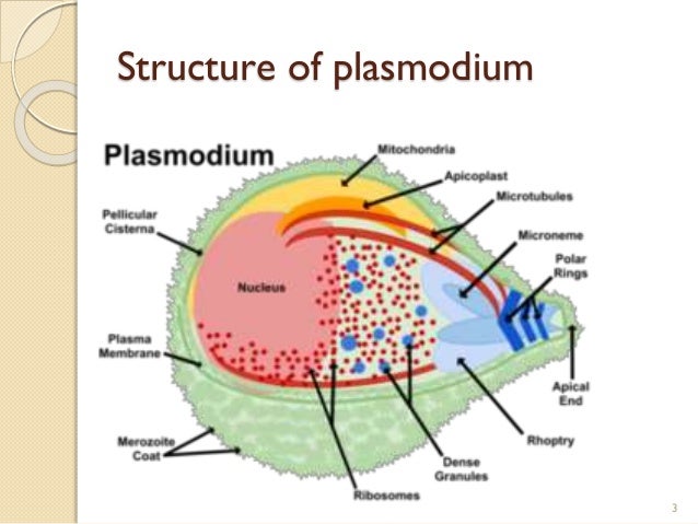 diagram of plasmodium vivax antimalarial agents diagram of plasmodium vivax antimalarial agents