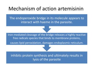 Mechanism of action artemisinin
inhibits protein synthesis and ultimately results in
lysis of the parasite
Iron-mediated cleavage of the bridge releases a highly reactive
free radicals species that binds to membrane proteins,
causes lipid peroxidation, damages endoplasmic reticulum.
The endoperoxide bridge in its molecule appears to
interact with haeme in the parasite.
 