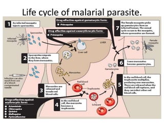 Life cycle of malarial parasite.
 