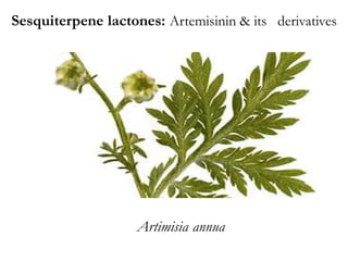 Sesquiterpene lactones: Artemisinin & its derivatives
Artimisia annua
 