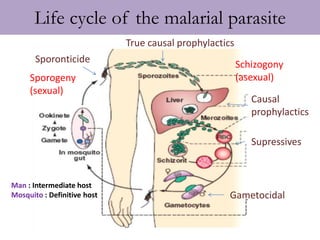 Life cycle of the malarial parasite
Sporogeny
(sexual)
Schizogony
(asexual)
Man : Intermediate host
Mosquito : Definitive host
True causal prophylactics
Causal
prophylactics
Supressives
Gametocidal
Sporonticide
 