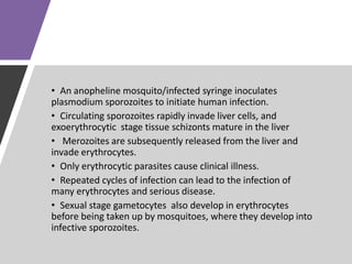 • An anopheline mosquito/infected syringe inoculates
plasmodium sporozoites to initiate human infection.
• Circulating sporozoites rapidly invade liver cells, and
exoerythrocytic stage tissue schizonts mature in the liver
• Merozoites are subsequently released from the liver and
invade erythrocytes.
• Only erythrocytic parasites cause clinical illness.
• Repeated cycles of infection can lead to the infection of
many erythrocytes and serious disease.
• Sexual stage gametocytes also develop in erythrocytes
before being taken up by mosquitoes, where they develop into
infective sporozoites.
 
