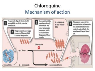 Chloroquine
Mechanism of action
 