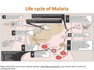 Life cycle of Malaria
 