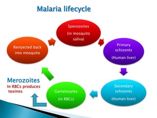 Malaria lifecycle
Sporozoites
(in mosquito
saliva)
Primary
schizonts

Reinjected back

into mosquito

(Human liver)

Merozoites

In RBCs produces
toxines

Gametocytes

Secondary
schizonts

(in RBCs)

(Human liver)

 
