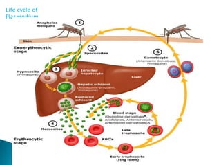 Life cycle of
Plasmodium

 