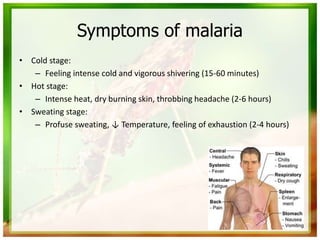 Symptoms of malaria
• Cold stage:
– Feeling intense cold and vigorous shivering (15-60 minutes)
• Hot stage:
– Intense heat, dry burning skin, throbbing headache (2-6 hours)
• Sweating stage:
– Profuse sweating, ↓ Temperature, feeling of exhaustion (2-4 hours)
 