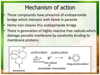 Mechanism of action
• These compounds have presence of endoperoxide
bridge which interacts with heme in parasite
• Heme iron cleaves this endoperoxide bridge
• There is generation of highly reactive free radicals which
damage parasite membrane by covalently binding to
membrane proteins
 