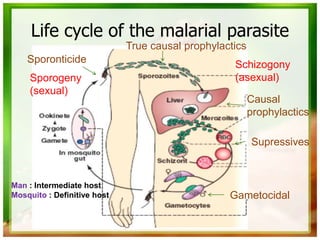 Life cycle of the malarial parasite
Sporogeny
(sexual)
Schizogony
(asexual)
Man : Intermediate host
Mosquito : Definitive host
True causal prophylactics
Causal
prophylactics
Supressives
Gametocidal
Sporonticide
 
