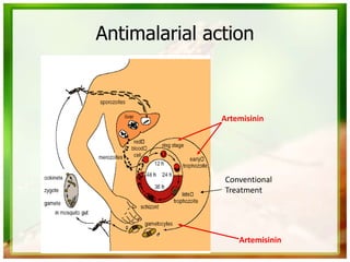 Antimalarial action
Artemisinin
Artemisinin
Conventional
Treatment
 