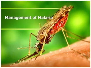 Management of Malaria
 