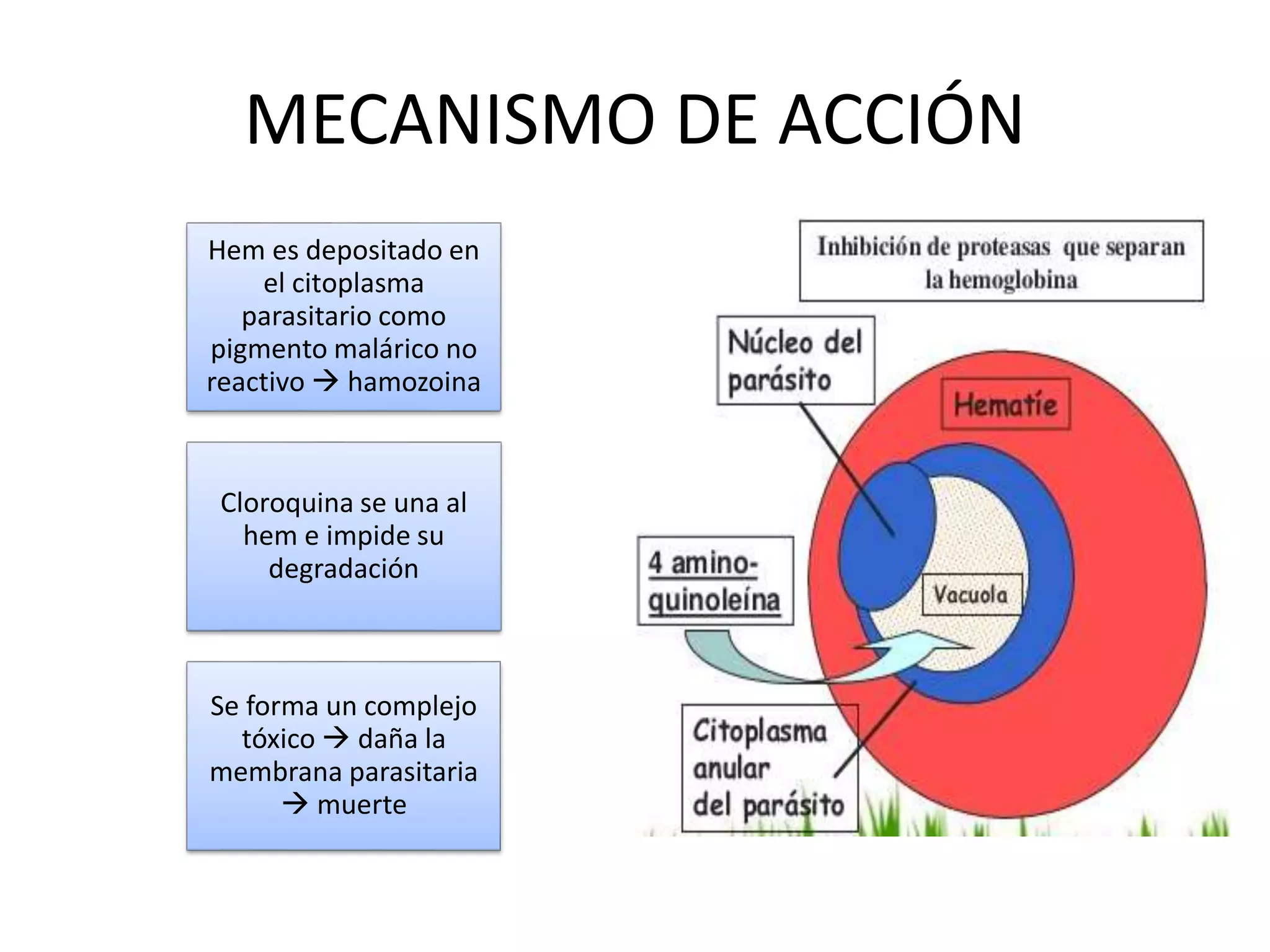 MECANISMO DE ACCIÓN
Hem es depositado en
el citoplasma
parasitario como
pigmento malárico no
reactivo  hamozoina
Cloroquina se una al
hem e impide su
degradación
Se forma un complejo
tóxico  daña la
membrana parasitaria
 muerte
 