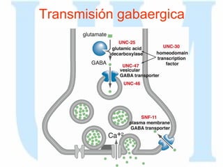Transmisión gabaergica 