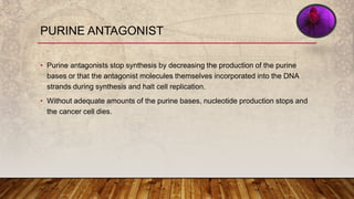 • Purine antagonists stop synthesis by decreasing the production of the purine
bases or that the antagonist molecules themselves incorporated into the DNA
strands during synthesis and halt cell replication.
• Without adequate amounts of the purine bases, nucleotide production stops and
the cancer cell dies.
PURINE ANTAGONIST
 