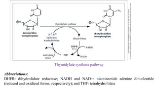 Thymidylate synthase pathway
Abbreviations:
DHFR: dihydrofolate reductase; NADH and NAD+: nicotinamide adenine dinucleotide
(reduced and oxidized forms, respectively); and THF: tetrahydrofolate
https://www.researchgate.net/publication/332688515_An_Additional_Complementary_Mechanism_of
_Action_for_Folic_Acid_in_the_Treatment_of_Megaloblastic_Anemia/figures?lo=1
 