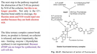 The next step in the pathway required
the abstraction of the C5-H (as proton)
by N10 of the cofactor, but this is no
longer possible . Not only is the C5 -
fluorine bond stable to cleavage, the
fluorine atom and N10 would repel one
another because they are both electron
rich.
The false ternary complex cannot break
down, no product is formed, no cofactor
is released, and most importantly, the
rate - limiting enzyme ( thymidylate
synthase) is not regenerated. Because
dTMP can no longer be synthesized, the
cell will die.
 
