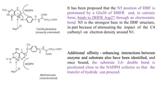 It has been proposed that the N5 position of DHF is
protonated by a Glu30 of DHFR and, in cationic
form, binds to DHFR Asp27 through an electrostatic
bond. N5 is the strongest base in the DHF structure,
in part because of attenuating the impact of the C4
carbonyl on electron density around N1.
Additional affinity - enhancing interactions between
enzyme and substrate also have been identified, and
once bound, the substrate 5,6- double bond is
positioned close to the NADPH cofactor so that the
transfer of hydride can proceed.
 