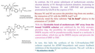 In contrast, the C4 amino substituent of methotrexate enriches
electron density at N1 through π-electron donation, increasing its
basic character between 10- and 1,000-fold and promoting
protonation by Glu30 at the expense of N5.
Because N1 and N5 are across the pteridine ring from one another ,
the interaction of N1 with the DHFR Asp27 will
effectively stand the false substrate “on its head” relative to the
orientation of 7,8-DHF
.
With the 5,6-double bond of methotrexate 180° away from the
bound NADPH cofactor and stabilized by the fully aromatic
pteridine ring, the possibility for reduction is eliminated. The
DHFR enzyme will be pseudoirreversibly bound to a molecule it
cannot reduce, which ties up the DHFR enzyme and prevents the
conversion of DHF to THF.
In turn, this halts the synthesis of the 5,10-methylene-THF
cofactor required for dTMP biosynthesis and causes feedback
inhibition of the thymidylate synthase enzyme. The cell will die a
“ thymineless death. ”
 