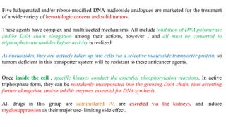 Five halogenated and/or ribose-modified DNA nucleoside analogues are marketed for the treatment
of a wide variety of hematologic cancers and solid tumors.
These agents have complex and multifaceted mechanisms. All include inhibition of DNA polymerase
and/or DNA chain elongation among their actions, however , and all must be converted to
triphosphate nucleotides before activity is realized.
As nucleosides, they are actively taken up into cells via a selective nucleoside transporter protein, so
tumors deficient in this transporter system will be resistant to these anticancer agents.
Once inside the cell , specific kinases conduct the essential phosphorylation reactions. In active
triphosphate form, they can be mistakenly incorporated into the growing DNA chain, thus arresting
further elongation, and/or inhibit enzymes essential for DNA synthesis.
All drugs in this group are administered IV, are excreted via the kidneys, and induce
myelosuppression as their major use- limiting side effect.
 