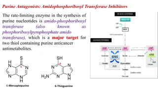 Purine Antagonists: Amidophosphoribosyl Transferase Inhibitors
The rate-limiting enzyme in the synthesis of
purine nucleotides is amido-phosphoribosyl
transferase (also known as
phosphoribosylpyrophosphate amido
transferase), which is a major target for
two thiol containing purine anticancer
antimetabolites.
6-Mercaptopurine
6
6-Thioguanine
6
 
