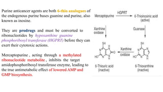 Purine anticancer agents are both 6-thio analogues of
the endogenous purine bases guanine and purine, also
known as inosine.
They are prodrugs and must be converted to
ribonucleotides by hypoxanthine guanine
phosphoribosyl transferase (HGPRT) before they can
exert their cytotoxic actions.
Mercaptopurine , acting through a methylated
ribonucleotide metabolite , inhibits the target
amidophosphoribosyl transferase enzyme, leading to
the true antimetabolic effect of lowered AMP and
GMP biosynthesis.
 