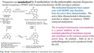 Thiopurines are
methyl transferase (TPMT) with S-adenosylmethionine (SAM) serving as cofactor.
The methylated thiopurine bases cannot
react with HGPRT and, therefore,
form the active false ribonucleotides. The
active false ribonucleotide 6-thioinosinic
acid also is subject to extensive TPMT-
catalyzed methylation.
The S-methyl-6-thioinosinic acid metabolite
is a potent inhibitor of the
amidophosphoribosyl transferase enzyme
and contributes to the cytotoxic action of the
parent drug . In contrast , little or no 6 -
methylthioguanylic acid is produced inside
the cell.
by S-methylation via the polymorphic enzyme thiopurine
 