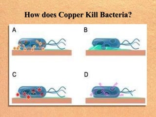 Won’t Microorganisms Develop Resistance to
Copper?
• As bacteria evolve resistance mechanisms to antibiotics,
might resist...