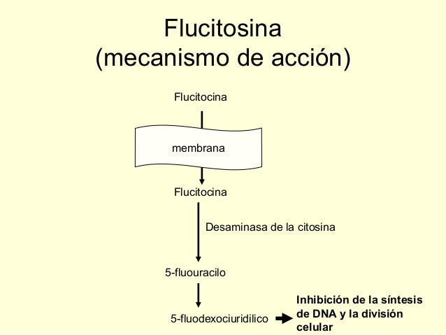 5 Fluorocitosina Mecanismo De Accion