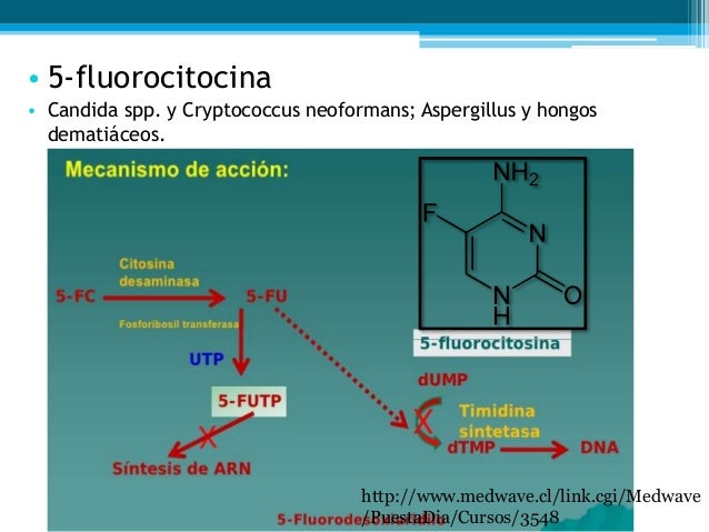 5 Fluorocitosina Mecanismo De Accion