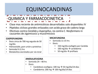 EQUINOCANDINAS
• Clase mas reciente de antimicóticos desarrollados solo disponibles IV
• Péptidos cíclicos grandes enlazados con acido graso de cadena larga
• Efectivos contra Candida y Aspergillus, no contra C. Neoformans ni
causantes de zigomicosis y mucormicosis
QUIMICA Y FARMACOCINETICA
CASPOFUNGINA
• Dosis única de 700 mg seguida de 50
mg/día
• Hidrosoluble, gran unión a proteínas
• Semivida 9-11 hrs
• Metabolitos excretados por vía renal
MICAFUNGINA
• Semivida 11-15 hrs
• Dosis:
• 150 mg/día esofagitis por Candida
• 100 mg/día  candidemia
• 50 mg/día  profilaxis
ANIDULAFUGINA
• Semivida 24 – 48 hrs
• Dosis:
• Candidiosis esofágica: 100 mg  50 mg/día/14 días
• Candidemia: 200 mg  100 mg/día/14 días
 