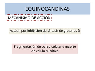EQUINOCANDINAS
Actúan por inhibición de síntesis de glucanos β
MECANISMO DE ACCION
Fragmentación de pared celular y muerte
de célula micótica
 