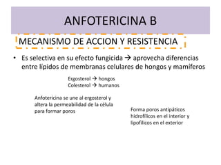 ANFOTERICINA B
• Es selectiva en su efecto fungicida  aprovecha diferencias
entre lípidos de membranas celulares de hongos y mamíferos
MECANISMO DE ACCION Y RESISTENCIA
Ergosterol  hongos
Colesterol  humanos
Anfotericina se une al ergosterol y
altera la permeabilidad de la célula
para formar poros Forma poros antipáticos
hidrofílicos en el interior y
lipofilicos en el exterior
 
