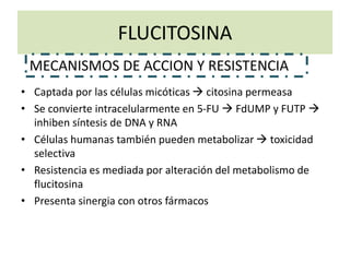 FLUCITOSINA
• Captada por las células micóticas  citosina permeasa
• Se convierte intracelularmente en 5-FU  FdUMP y FUTP 
inhiben síntesis de DNA y RNA
• Células humanas también pueden metabolizar  toxicidad
selectiva
• Resistencia es mediada por alteración del metabolismo de
flucitosina
• Presenta sinergia con otros fármacos
MECANISMOS DE ACCION Y RESISTENCIA
 