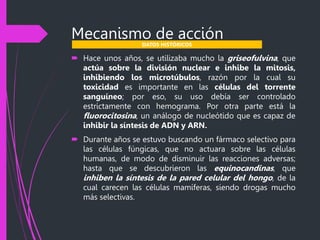 Mecanismo de acción
 Hace unos años, se utilizaba mucho la griseofulvina, que
actúa sobre la división nuclear e inhibe la mitosis,
inhibiendo los microtúbulos, razón por la cual su
toxicidad es importante en las células del torrente
sanguíneo; por eso, su uso debía ser controlado
estrictamente con hemograma. Por otra parte está la
fluorocitosina, un análogo de nucleótido que es capaz de
inhibir la síntesis de ADN y ARN.
 Durante años se estuvo buscando un fármaco selectivo para
las células fúngicas, que no actuara sobre las células
humanas, de modo de disminuir las reacciones adversas;
hasta que se descubrieron las equinocandinas, que
inhiben la síntesis de la pared celular del hongo, de la
cual carecen las células mamíferas, siendo drogas mucho
más selectivas.
DATOS HISTÓRICOS
 