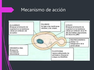 Mecanismo de acción
 