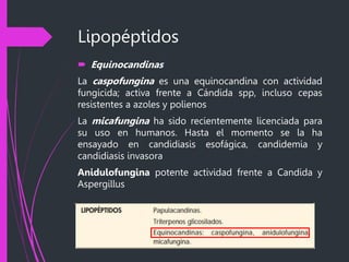 Lipopéptidos
 Equinocandinas
La caspofungina es una equinocandina con actividad
fungicida; activa frente a Cándida spp, incluso cepas
resistentes a azoles y polienos
La micafungina ha sido recientemente licenciada para
su uso en humanos. Hasta el momento se la ha
ensayado en candidiasis esofágica, candidemia y
candidiasis invasora
Anidulofungina potente actividad frente a Candida y
Aspergillus
 