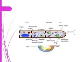 • Pared celular (Quitina)
• Membrana celular (Ergosterol, proteínas y fosfolípidos)
• Citoplasma y organelos (Mitocondrias, RE, Aparat. Golgi)
• Núcleo con membrana nuclear
 
