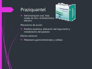 Praziquantel
 Administración oral. Vida
media de 2hrs. Antihelmíntico
efectivo
Mecanismo de acción
 Parálisis espástica, alteración del tegumento y
metabolismo del parásito
Efectos adversos
 Malestares gastrointestinales y cefalea
 