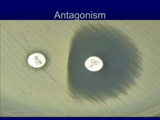 Antagonism
8 February 2023 37
 