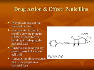 Drug Action & Effect: Penicillins Disrupt synthesis of the bacterial cell wall Compete for & bind to specific enzyme proteins (PBPs) responsible for building & reshaping the bacterial wall  Bacteria can no longer lay protein cross links across cell wall Activates autolytic enzymes that cause progressive bacterial lysis Penicillin G 