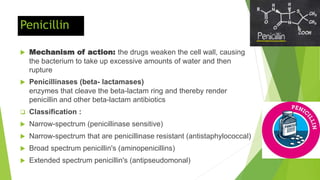 Penicillin
 Mechanism of action: the drugs weaken the cell wall, causing
the bacterium to take up excessive amounts of water and then
rupture
 Penicillinases (beta- lactamases)
enzymes that cleave the beta-lactam ring and thereby render
penicillin and other beta-lactam antibiotics
 Classification :
 Narrow-spectrum (penicillinase sensitive)
 Narrow-spectrum that are penicillinase resistant (antistaphylococcal)
 Broad spectrum penicillin's (aminopenicillins)
 Extended spectrum penicillin's (antipseudomonal)
 
