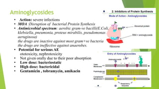 Aminoglycosides
• Action: severe infections
• MOA :Disruption of bacterial Protein Synthesis
• Antimicrobial spectrum: aerobic gram-ve bacilli(E.Coli,
klebsiella, pneumonia, proteus mirabilis, pseudomonas
aeruginosa)
the drugs are inactive against most gram+ve bacteria
the drugs are ineffective against anaerobes.
• Potential for serious AE
ototoxicity, nephrotoxicity
• Not given orally due to their poor absorption
• Low dose: bacteriostatic
• High dose: bactericidal
• Gentamicin , tobramycin, amikacin
 
