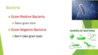 Bacteria
 Gram Positive Bacteria
Takes gram stain
 Gram Negative Bacteria
Don’t take gram stain
 
